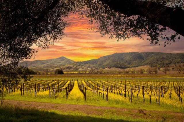 Napa Valley, USA