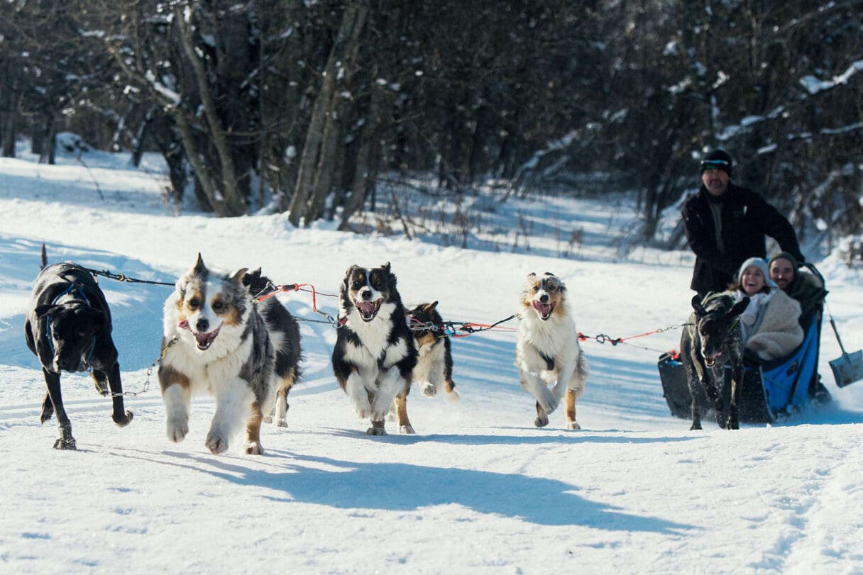 dog sledding alps