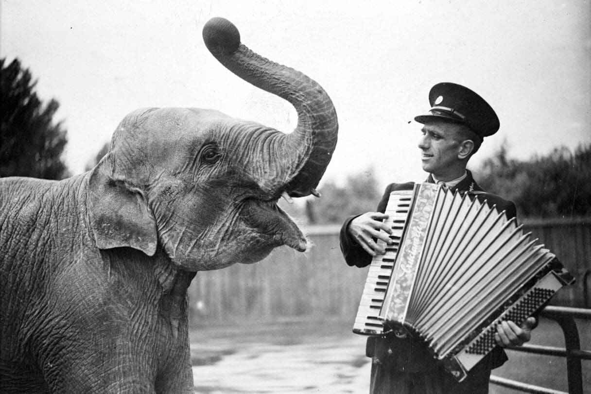 london zoo keeper and elephant