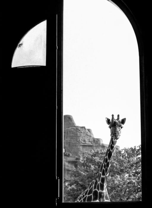 london zoo giraffe
