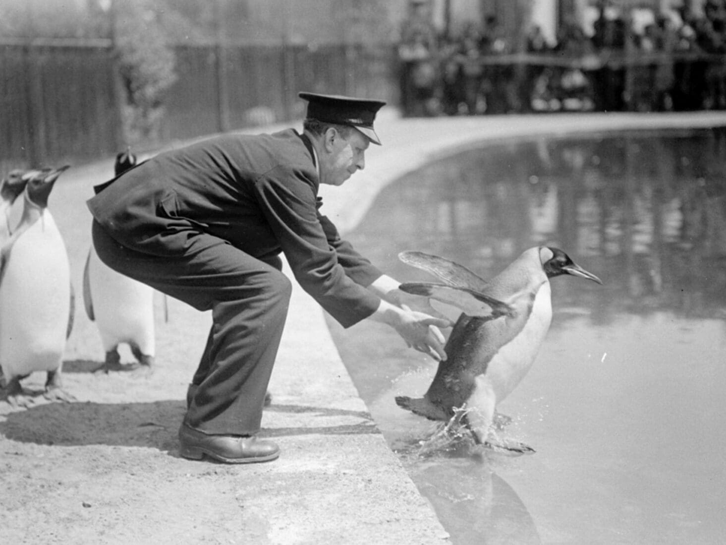 london zoo penguins