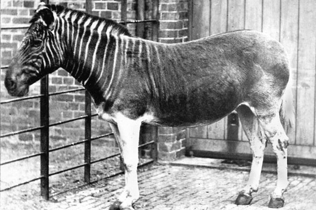 quagga london zoo